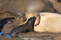 Female Northern elephant seal (Mirounga langustirostris) with pup, Pt Piedras Blancas, California, USA