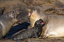 Northern elephant seal (Mirounga angustirostris) vocalisaing to protect her pup, and warn off approaching female, Pt Piedras Blancas, California, USA
