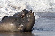 Pair of Northern elephant seals (Mirounga angustirostris) courtship behaviour in the shallow waves of the beach at Pt Piedras Blancas, California, USA