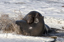 Pair of Northern elephant seals (Mirounga angustirostris) courtship behaviour in the shallow waves of the beach at Pt Piedras Blancas, California, USA