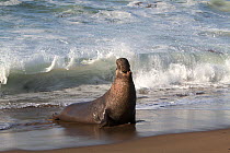 Northern male elephant seal (Mirounga angustirostris) vocalising on the beach, Pt Piedras Blancas, California, USA