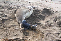 Female Northern elephant seal (Mirounga langustirostris) giving birth to a new pup, Pt Piedras Blancas, California, USA
