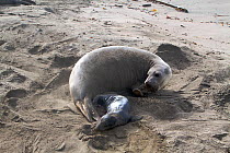 Female Northern elephant seal (Mirounga langustirostris) just given birth to a new pup, Pt Piedras Blancas, California, USA