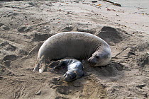 Female Northern elephant seal (Mirounga langustirostris) just given birth to a new pup, Pt Piedras Blancas, California, USA