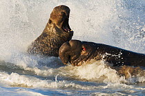 Two bull Northern elephant seals (Mirounga langustirostris) fighting in the waves, Pt Piedras Blancas, California, USA