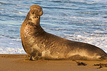 Male Northern elephant seal (Mirounga langustirostris)in territorial posture on beach, Pt Piedras Blancas, California, USA