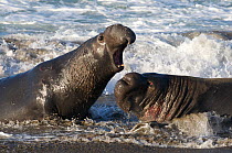 Two bull Northern elephant seals (Mirounga langustirostris) fighting in the waves, Pt Piedras Blancas, California, USA