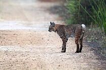 Bobcat (Felis rufus) standing on track with back turned, San Joaquin Reserve, Irvine California, USA
