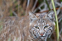 Head portrait of Bobcat (Felis rufus) San Joaquin Reserve, Irvine California, USA