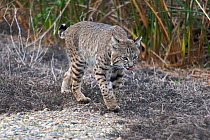 Bobcat (Felis rufus) walking along track, licking lips, San Joaquin Reserve, Irvine California, USA