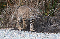 Bobcat (Felis rufus) walking on edge of gravel track, San Joaquin Reserve, Irvine California, USA