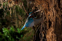 Kingfisher (Alcedo atthias) adult male flying into nest with fish. Halcyon River, England.