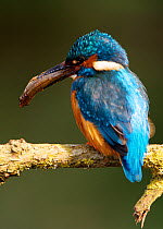 Kingfisher (Alcedo atthias) adult male with minnow. Halcyon River, England.