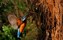 Kingfisher (Alcedo atthias) adult male flying into nest with fish, England.