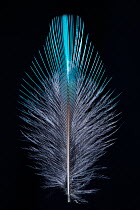 Kingfisher (Alcedo atthias) feather from back, UK.