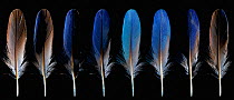 Kingfisher (Alcedo atthias) composite photo showing 'Tyndal effect' of feathers, which reflect blue light when lit from the correct angle.