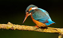 Kingfisher (Alcedo atthias) adult female searching for fish. Halcyon River, England.