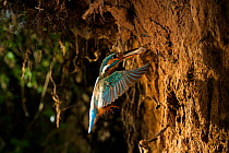 Kingfisher (Alcedo atthias) adult female flying into nest with fish. Halcyon River, England.