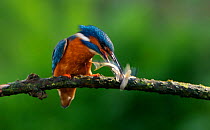 Kingfisher (Alcedo atthias) adult male killing minnow. Halcyon River, England.