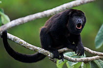 Black howler monkey (Alouatta caraya) calling, Soberania NP, rainforest, Panama