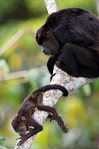 Black howler monkey (Alouatta caraya) mother watching baby in the rainforest, Soberania NP, Panama, November 2008