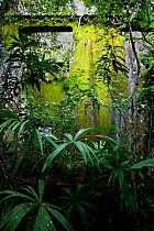 Old military station overgrown with tropical vegetation, Soberania NP, rainforest, Panama, November 2008