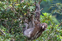 Hoffman's two toed sloth (Choloepus hoffmani) hanging upside-down in the rainforest, Soberania NP, Panama, November