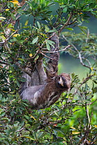 Hoffman's two toed sloth (Choloepus hoffmani) hanging upside-down in the rainforest, Soberania NP, Panama, November