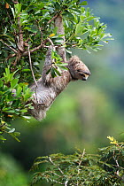 Hoffman's two toed sloth (Choloepus hoffmani) in the rainforest, Soberania NP, Panama, November