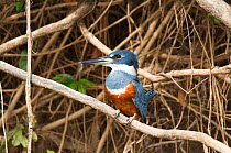 Ringed Kingfisher (Ceryle torquata) perching on overhanging tree roots, Pantanal, Brazil.