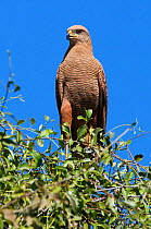 Savanna hawk (Buteogallus meridionalis) perching in tree tops, Pantanal, Brazil.