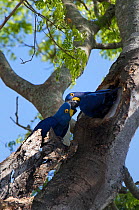 Pair of Hyacinth Macaws (Anodorhynchus hyacinthinus) courtship behaviour. Pantanal, Brazil. Endangered