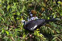 Blue-throated piping-guan (Pipile pipile) foraging for food in tree, Pantanal, Brazil.
