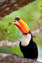 Toco toucan (Ramphastos toco) feeding, throwing nut into air to catch it in beak, Pantanal, Brazil.