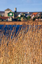 Great Pool reeds, Tresco, Isles of Scilly. December 2009. Great Pool SSSI is low-lying, and is likely to be threatened by sea level rise in the future.