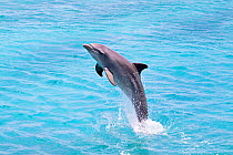 Bottlenose Dolphin (Tursiops truncatus) leaping, Curacao, Netherland Antilles, Caribbean.