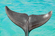 Tail fluke of Bottlenose Dolphin (Tursiops truncatus), Curacao, Netherland Antilles, Caribbean.