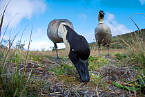 Hawaiian goose / Nene (Branta sandvicensis), Haleakala National Park, Maui, Hawaii. Did you know? The Nene is the rarest goose in the world but thanks to captive breeding projects it has been brought...