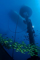 Shoal of Bluelined / Bluestriped snapper (Lutjanus kasmira) passing a diver working on a large wave-energy buoy off Kaneoho Bay, Oahu. The 40-kW experimental buoy employs the bobbing motion of the buo...