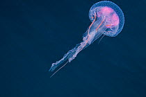 Purple stinger jellyfish (Pelagia noctiluca), Philippines.