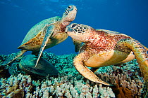 Green turtles (Chelonia mydas) at a cleaning station off Maui, Hawaii.