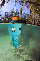Floating radio transmitter attached to Florida manatee (Trichechus manatus latirostris) to track it. Three Sisters Spring, Crystal River, Florida, USA.