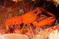Hawaiian reef lobster (Enoplometopus occidentalis), Hawaii.