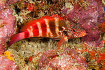 Redbar hawkfish (Cirrhitops fasciatus) on reef, Hawaii.