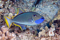 Male gilded triggerfish (Xanthichthys auromarginatus) on reef, Hawaii.