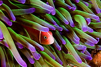 Pink anemonefish (Amphiprion perideraion) amongst tentacles of magnificent sea anemone (Heteractis magnifica), Indonesia.