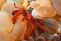 Orang utan crab (Achaeus japonicus), with its red algae growth, on bubble coral, Philippines.