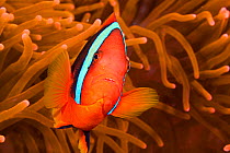 Red and black anemonefish (Amphiprion melanopus) close to host anemone. Philippines.