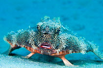 Polka-Dot Batfish (Ogcocephalus radiatus), Florida, USA.
