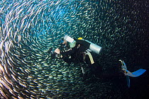 Diver / photographer amongst shoal of Black striped salema (Xenocys jassiae), Galapagos Islands, Equador. Model released.